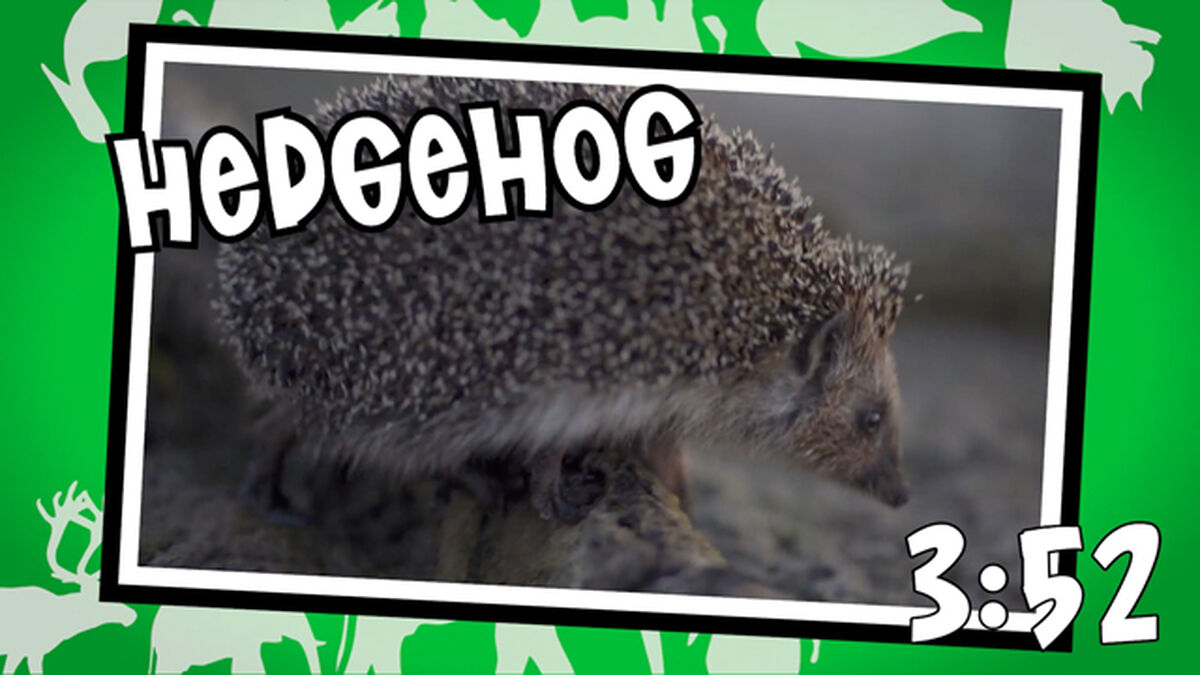 Funny Animal Names Countdown 4 image number null